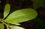 Smallflower pawpaw